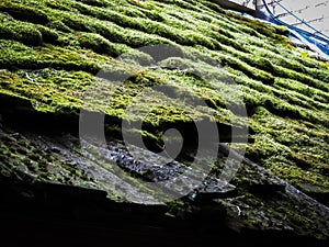Moss on cedar roof photo