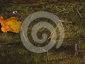 Moss, Christmas tree needles and autumn oak leaf.