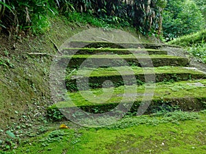 The moss clad steps of an outdoor stair photo