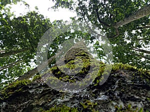 moss clinging to a tropical rainforest tree