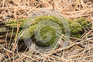 Moss. Close-Up. Green moss grows in coniferous forest. Dried fallen needles of spruce. Plants, nature, botany. Biology, science.