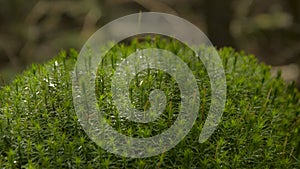 Moss close up