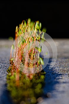 Moss close-up