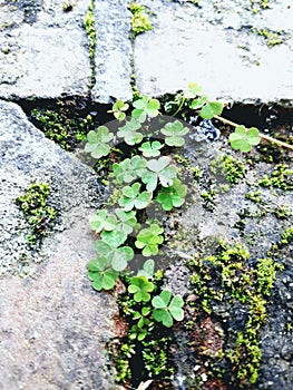 Moss and clover growing from old brick and stone wall
