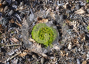 A moss clump in the forest