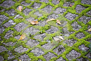Moss on cobbles in a public garden
