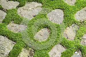 moss on cobblestone pavement texture