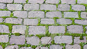 moss on cobblestone pavement texture
