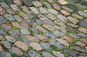 Moss on cobblestone pavement texture