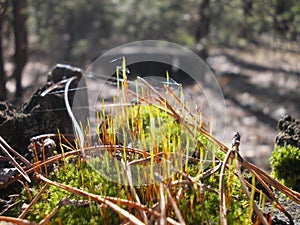 Moss and cobwebs