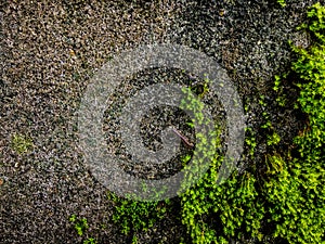 Moss on Concrete wall at garden