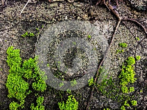 Moss on Concrete wall at garden