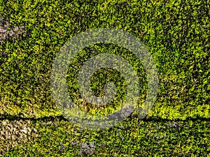 Moss on Concrete wall at garden