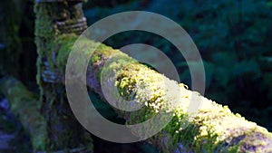 Moss cover the hiking trail wood railing, showing lush forest