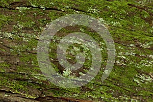 Moss Cover on Pine Tree Bark Close Up Texture