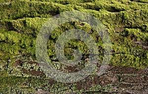 Moss Cover on Pine Tree Bark Close Up Texture