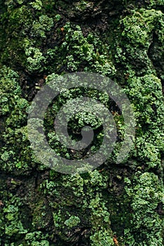 Moss cover on tree bark background. Close-up moss texture on tree surface.