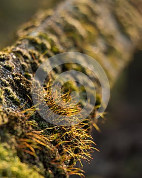 Moss coverd fence Nature Park Green Closs-Up