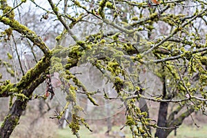 Moss-covered apple-tree bench