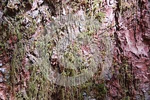 Moss covered bark in Snoqualmie Falls