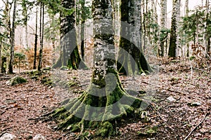 Moss-covered birch roots in Biogradska Gora park. Montenegro
