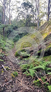 Moss Covered Boulder and Ferns on the Hawkesbury Track