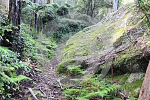 Moss Covered Boulder and Ferns on the Hawkesbury Track