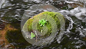 The moss covered boulder in a water stream