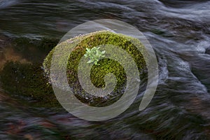 The moss covered boulder photo