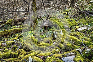 Moss covered boulders in Tennessee