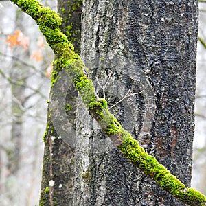 Moss covered branch in forest is bright green photo