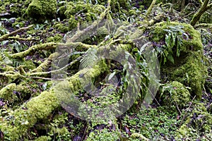 Moss covered dead tree