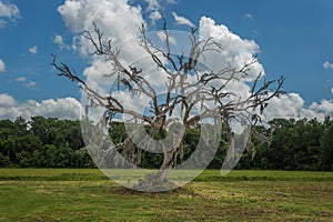 Moss covered dead tree in grass field on sunny day