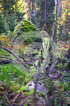 Odumretý strom obrastený machom v pralese Zadná Poľana