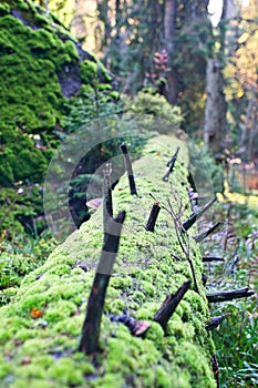 Mechem pokrytý mrtvý strom v pralese Zadna Polana