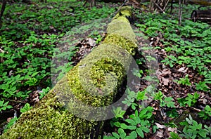 Moss covered dead wood. Deadwood as a habitat for mosses and liverworts. Moss on a dead log tree in wild forest. Moss ecosystem in