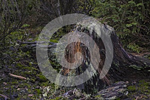 Moss covered decaying tree stump in the forest