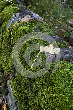 Moss covered dry stone wall, Grinton, North Yorkshire