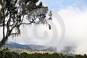 Moss-covered exotic tree in the national park of Kilimanjaro in Tanzania, on the way to the highest mountain in Africa