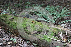 A moss covered fallen log on a forest floor with ferns and brown leaves in Durham, North Carolina