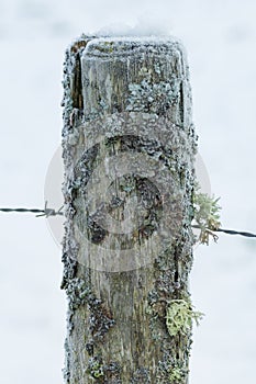 Moss covered fence post with barb wire in winter