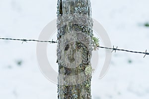 Moss covered fence post with barb wire in winter