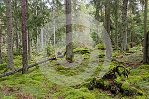 Moss covered forest floor in an untouched forest