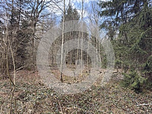 A moss-covered forest path