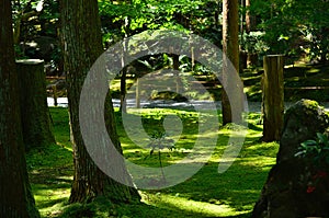 Moss covered Japanese garden, Kyoto Japan.