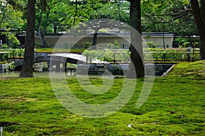 Moss covered Japanese garden, Kyoto Japan.