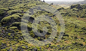 Moss covered lava from a centuries old volcanic eruption - Iceland