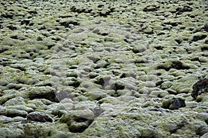 Moss covered lava field, Eldhraun, Iceland