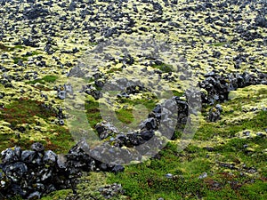 Moss covered lava field