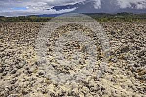 Moss-Covered Lava Flow at the Nisga\'a Memorial Lava Beds